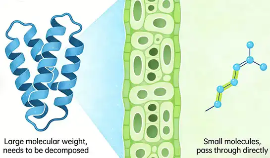 Organic Peptide Fertilizers for Low Nitrogen Availability